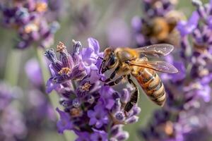 Lavender field in full bloom with nature background with bees buzzing around photo