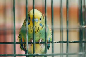 colorful parakeet peering out from its cage with nature background feathers fluffed up with inquisitiveness photo