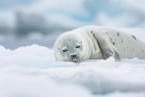 Vulnerable nature of harp seal pup resting on an ice floe with its white fur blending into the snowy  background photo