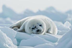 Vulnerable Nature of harp seal pup resting on an ice floe with its white fur blending into the snowy  background photo