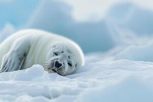 Vulnerable Nature of harp seal pup resting on an ice floe with its white fur blending into the snowy  background photo