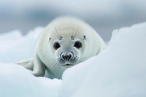 Vulnerable nature of harp seal pup resting on an ice floe with its white fur blending into the snowy  background photo