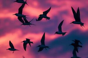 Arctic terns silhouetted against the vivid hues of polar twilight sky during their migration background photo