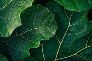 Nature of Intricate Leaf Patterns on Fig Tree Background photo