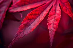 Nature of Vibrant Red Japanese Maple Leaf Against red Background Background photo