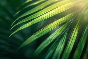 Nature of the Intricate Patterns on Palm Leaf Background photo