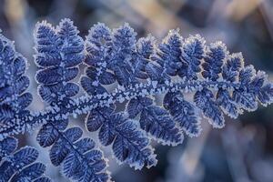 Nature of Intricate Patterns on FrostCovered Fern Leaf Background photo