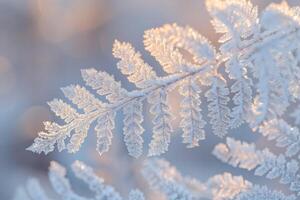 Nature of Intricate Patterns on Frost Covered Fern Leaf Background photo