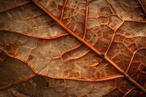 Nature of the Intricate Vein Patterns on Large Sycamore Leaf Background photo