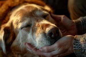 An elderly shelter dog receiving gentle massage therapy from volunteer with background of  lighting eyes closing in relaxation photo