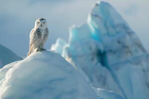 Snowy owl perched on an iceberg with glacier background under clear Arctic sky photo