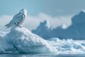 Snowy owl perched on an iceberg with glacier background under clear Arctic sky photo