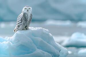 Snowy owl perched on looking iceberg with glacier background under clear Arctic sky photo