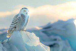 Snowy owl perched on looking iceberg with glacier background under clear Arctic sky photo