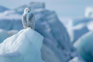 Snowy owl perched on looking iceberg with glacier background under clear Arctic sky photo