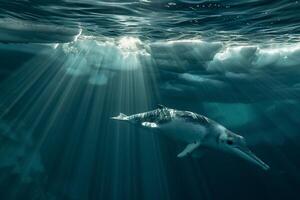 Intriguing Narwhal swimming gracefully beneath translucent iceberg with sun ray background Arctic waters serene underwater environment photo