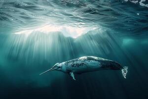 Intriguing Narwhal swimming gracefully beneath translucent iceberg with sun ray background Arctic waters serene underwater environment photo