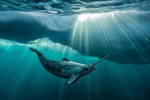 Intriguing Narwhal swimming gracefully beneath translucent iceberg with sun ray background Arctic waters serene underwater environment photo