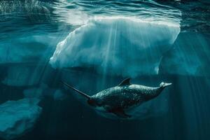 Intriguing Narwhal swimming gracefully beneath translucent iceberg with sun ray background Arctic waters serene underwater environment photo