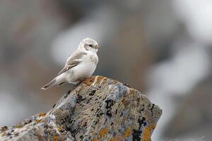 Snow Bunting on Lichen Covered Arctic Rock Background photo