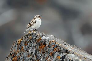 Snow Bunting on Lichen Covered Arctic Rock Background photo