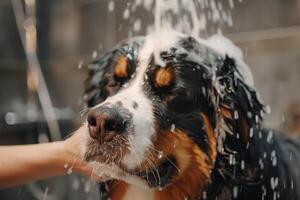 dog groomer showering large Bernese Mountain Dog with gentle praise and treats after thorough grooming session in spacious grooming studio with welcoming background photo