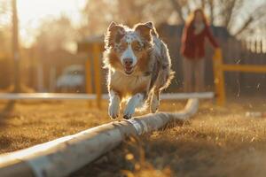 An Australian Shepherd navigating an agility course with precision and enthusiasm owner cheering from the sidelines set against an engaging agility background photo