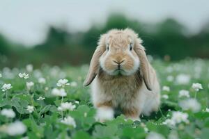 Conceptual Rabbit Holland Lop Bunny Hopping Through Clover Field in Countryside Garden Background photo