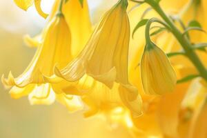 Floral Yellow Bell Nature Yellow Tranquil Intricate Background photo