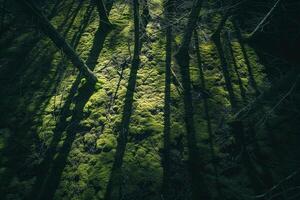 Sunlight creating shadows of intricate branches on mosscovered forest floor with nature background photo