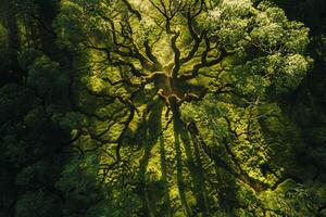 Sunlight creating shadows of intricate branches on mosscovered forest floor with nature background patterns photo