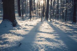 Patterns of light and shadows on snowy forest floor with sunlight filtering through snowladen branches photo