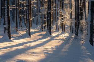 Patterns of light and shadows on snowy forest floor with sunlight filtering through snow laden branches photo