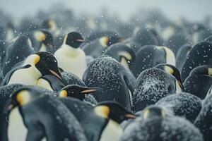 a large group of penguins standing in the snow photo