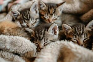 Kittens cuddling together in rescue shelter waiting for adoption surrounded by blankets photo