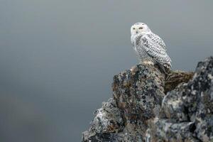 Snowy owl perched atop weathered Arctic cliff with an overcast sky background scanning the tundrbelow for prey photo