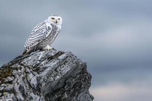 Snowy owl perched atop weathered Arctic cliff with an overcast sky background scanning the tundrbelow for prey photo