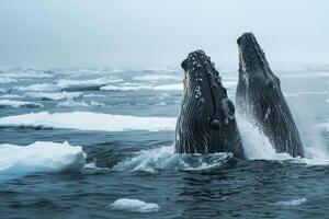Bowhead Whales Breaching in the Frigid Arctic Waters with Expansive Pack Ice Stretching to the Horizon nature background photo