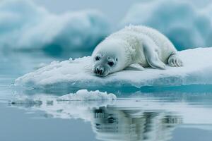 Harp seal pup resting on smooth ice floe its fluffy white coat contrasting with the blue hues of the Arctic ice photo