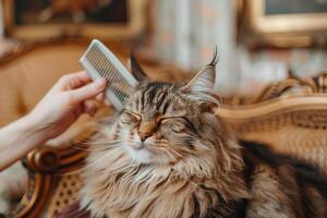 Maine Coon cat getting its fur brushed out with silver comb sitting on velvet cushion in an elegant grooming salon adorned with classical art background photo
