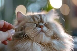Persian cat being delicately groomed with silver comb its fur gleaming under  studio lights capturing the cats regal profile background photo