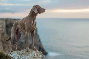 Dog Play Weimaraner Standing Regally on Cliff Overlooking the Sea Cool Ocean Breeze Ruffling Its Coat photo
