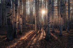 Landscape Sunlight Filtering Through Grove of Aspen Trees Creating Pattern of Light and Shadow on Forest Floor nature background photo