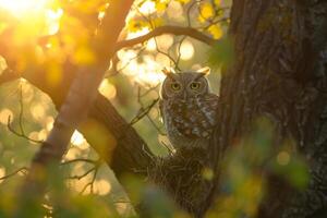 Sunlight Filtering Through Branches Around Nesting Pair of Owls with nature background photo