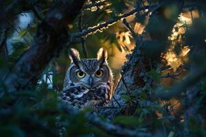 Sunlight Filtering Through Branches Around Nesting Pair of Owls nature background photo
