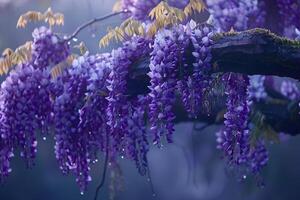 Nature WisteriVine  nature background photo