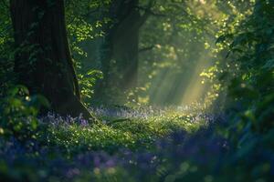 Landscape Nature Dynamic Patterns of Light Filtering Through Dense Forest Canopy Illuminating Carpet of Bluebells photo