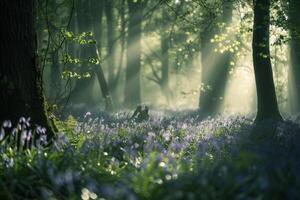 Landscape Nature Dynamic Patterns of Light Filtering Through Dense Forest Canopy Illuminating Carpet of Bluebells photo