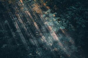 Patterns of light filtering through dense forest canopy creating mosaic of shadows on the forest floor   nature background photo