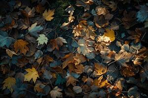 Patterns of Light and Shadow on Forest Floor Covered with Fallen Leaves nature background photo
